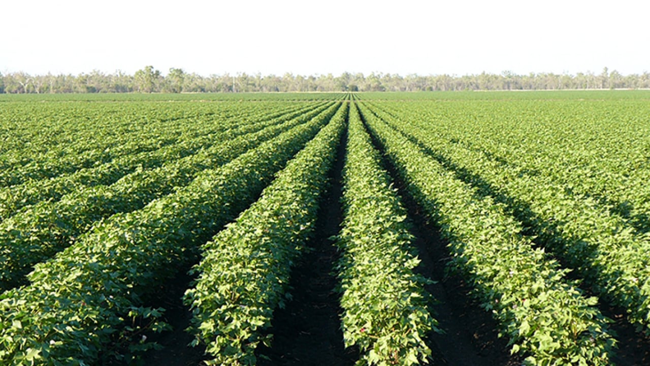 cotton field