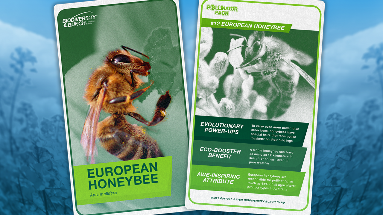 European Honeybee card