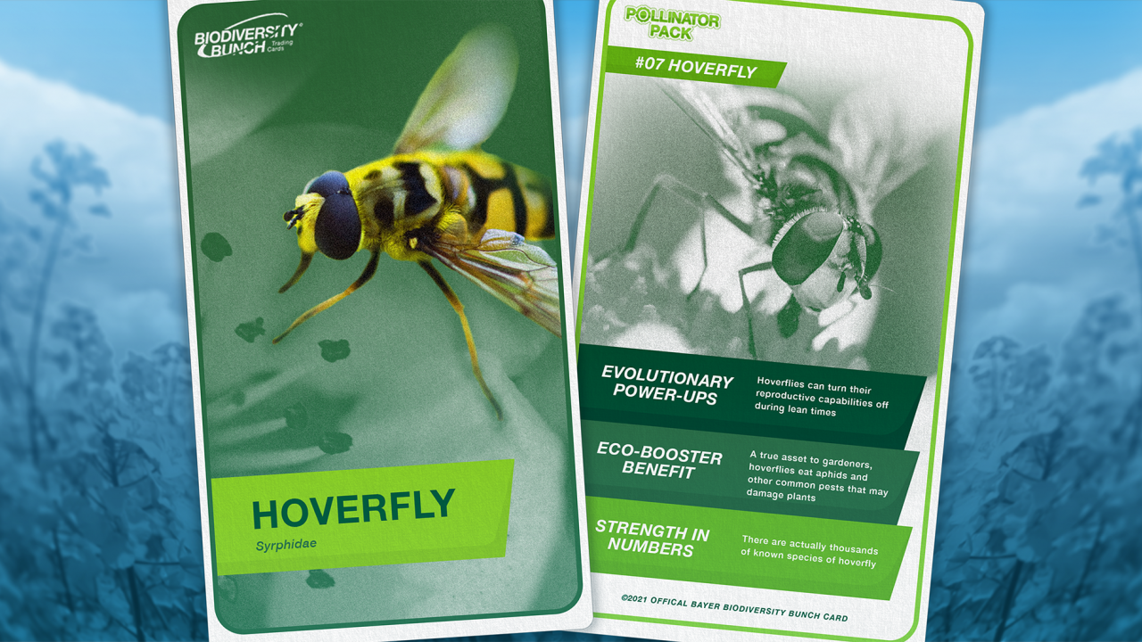 A fact card about the hoverfly features images and text highlighting its evolutionary abilities, eco-booster benefits, and the number of hoverfly species worldwide.