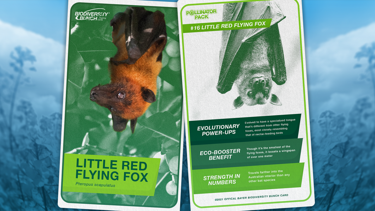 Little red flying fox card