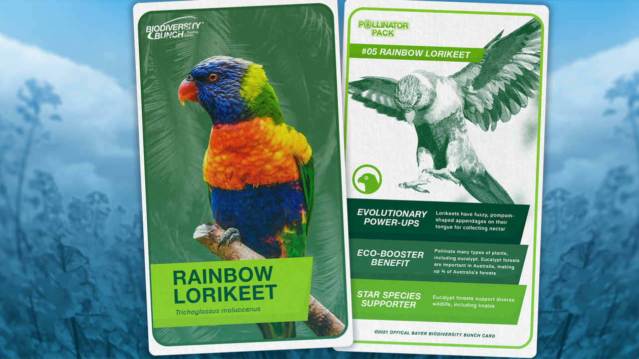 Rainbow lorikeet card