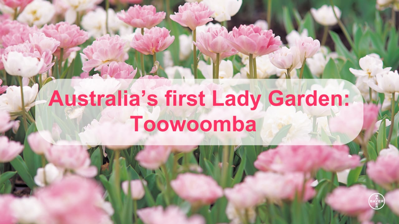 Flower First Lady Garden