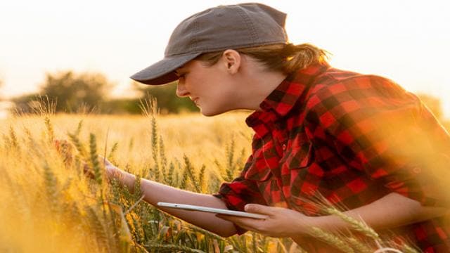 Female farmer examining crop