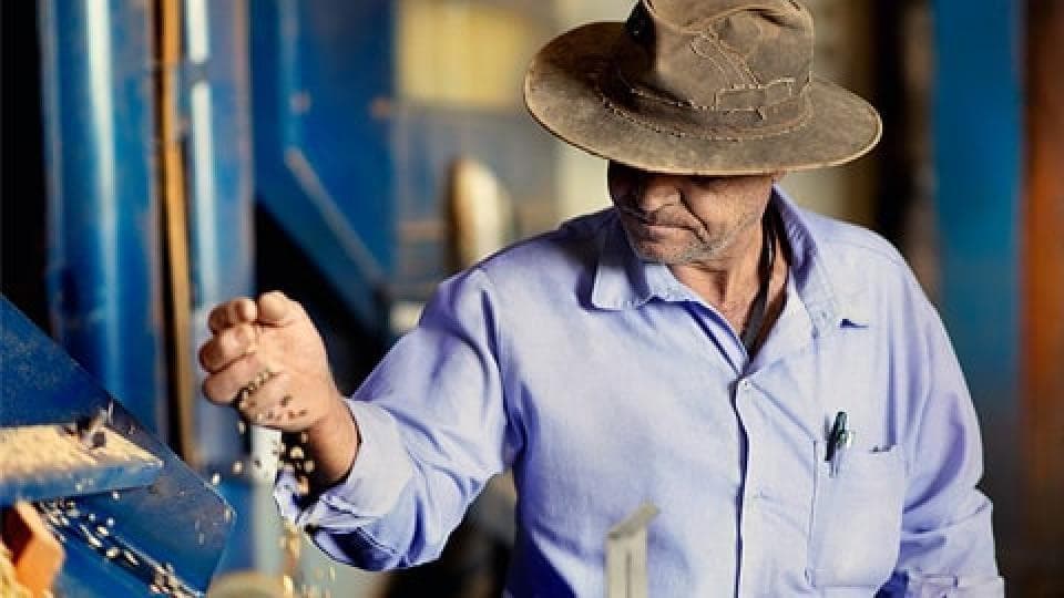 Farmer checking seeds